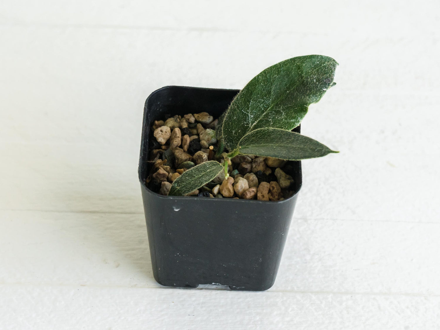 Hoya patella (Pink Flower) IML-1096 | 2-Inch