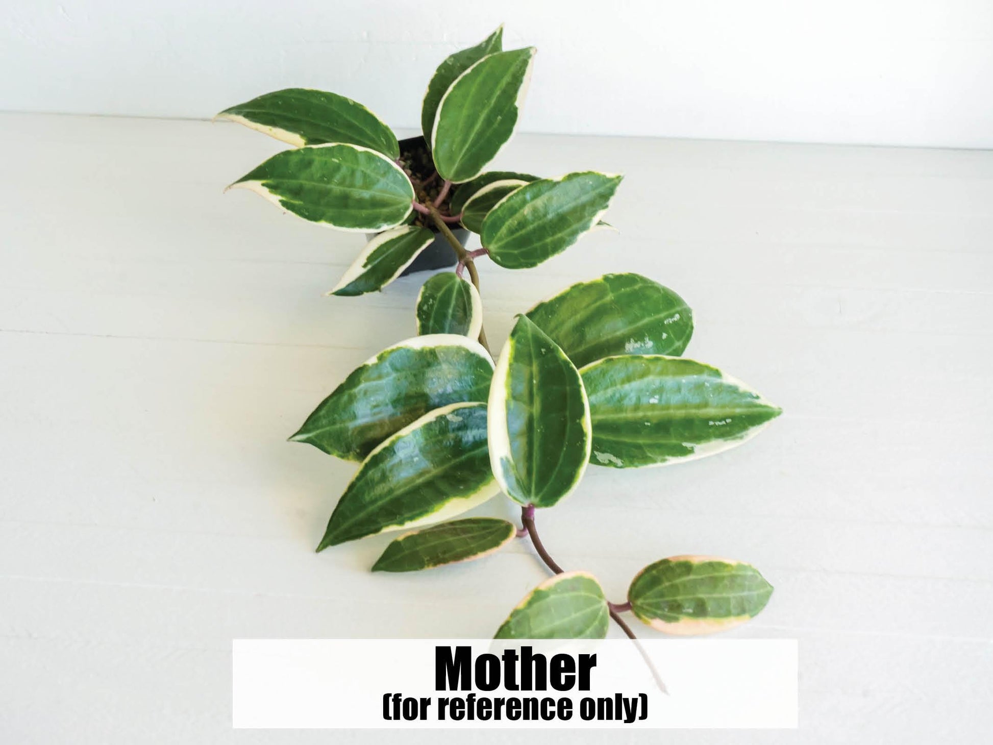 Hoya latifolia (Round Leaf, Albo) | 2-Inch