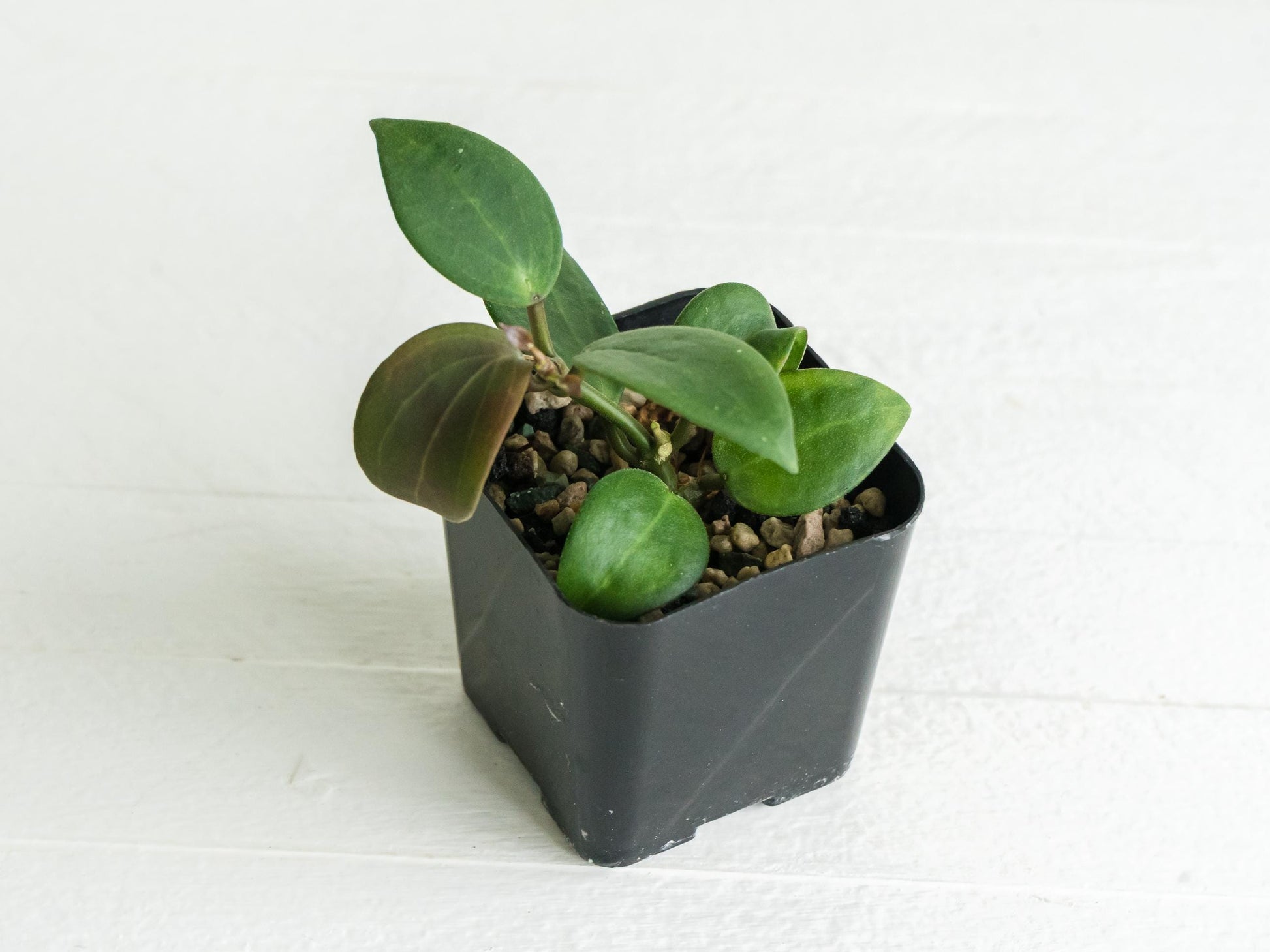 Hoya ‘Aramelon’ (UPT012) | 2-Inch