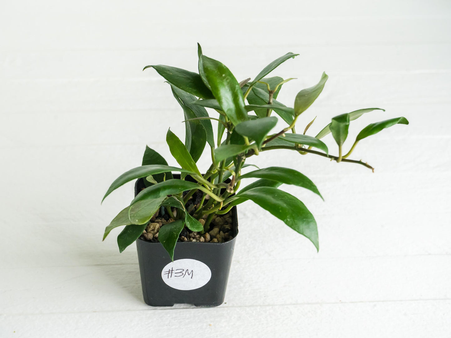Hoya 'Rebecca' | 2-Inch