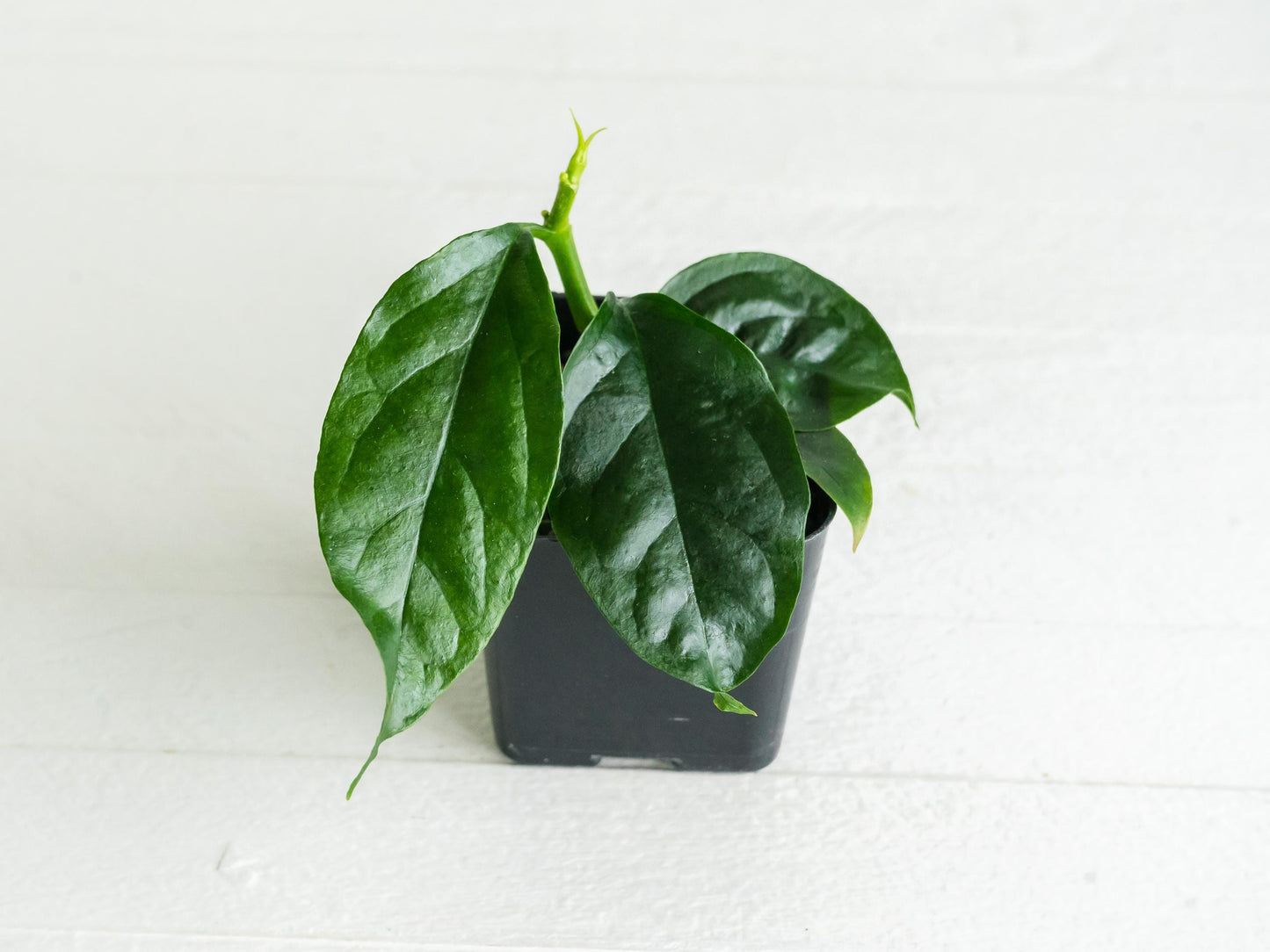 Hoya decipulae | 2-Inch