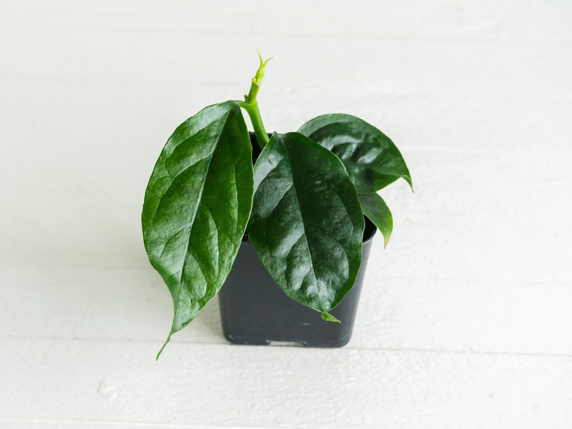 Hoya decipulae | 2-Inch