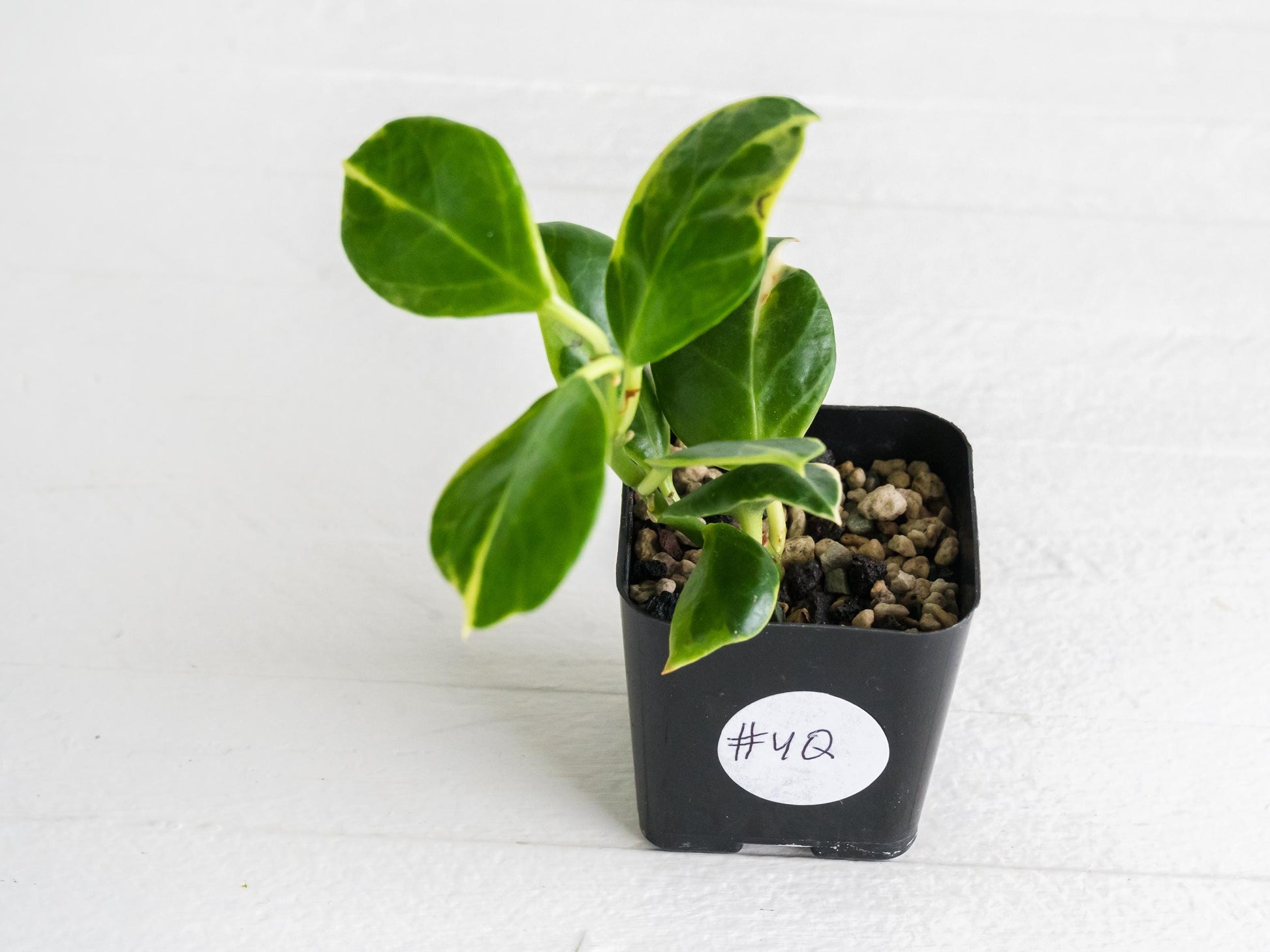 Hoya obscura (Albo | Outer Variegated) | 2-Inch | Exact Plant | Free Live Arrival Guarantee