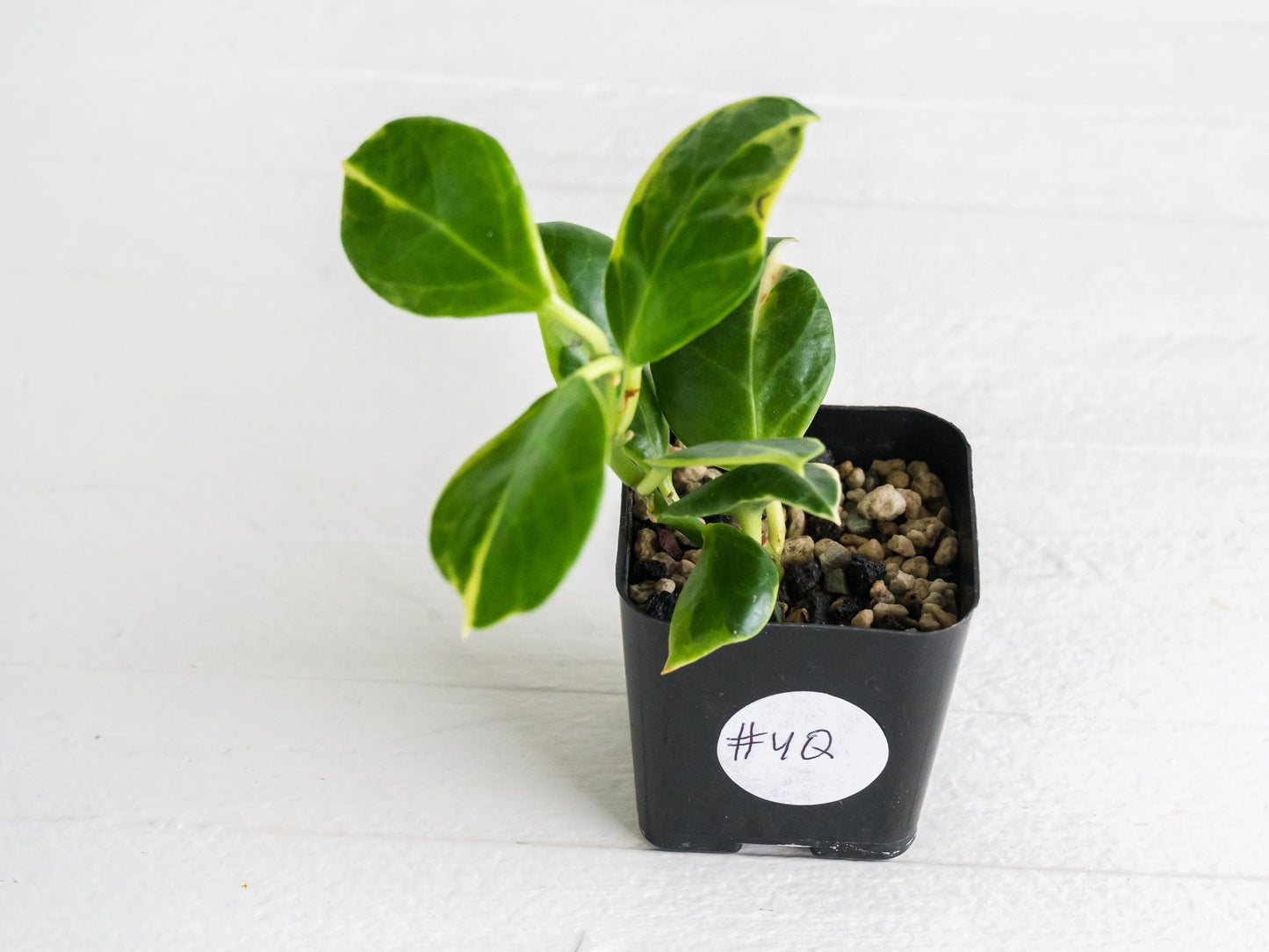 Hoya obscura (Albo | Outer Variegated) | 2-Inch