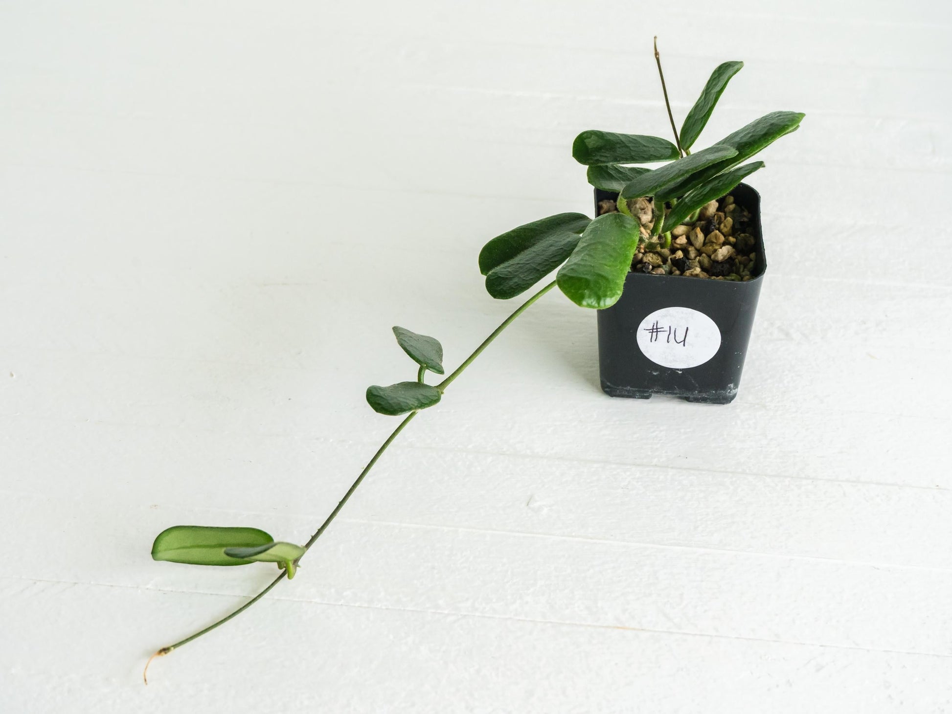 Hoya rotundiflora | 2-Inch