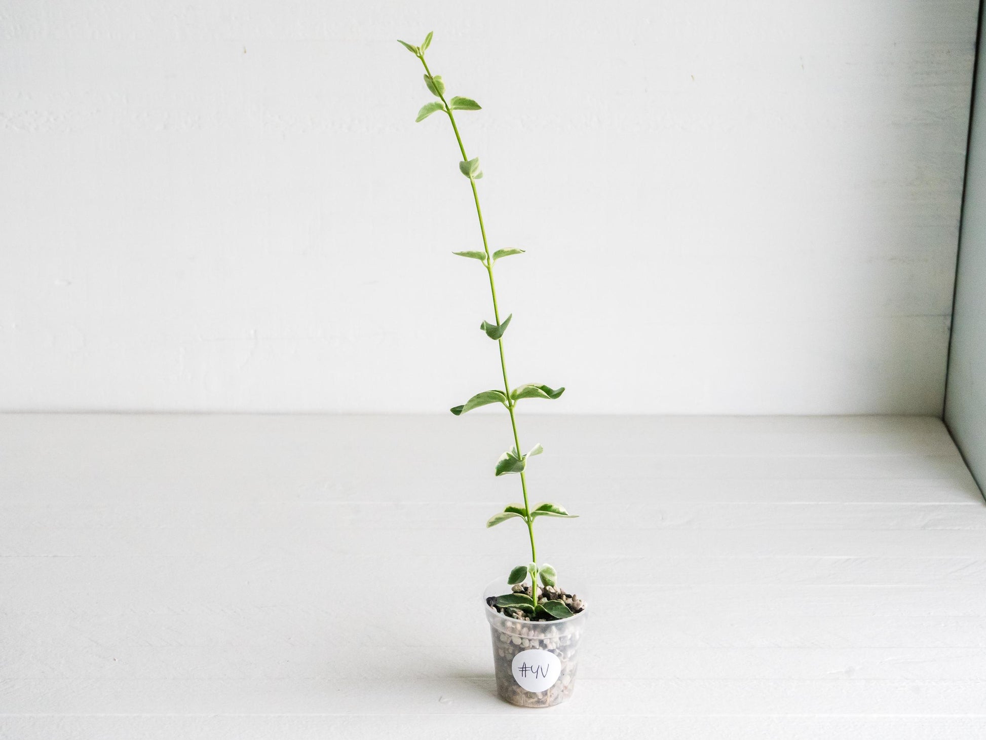 Hoya cumingiana (Albo | Outer Variegated) | 2-Inch