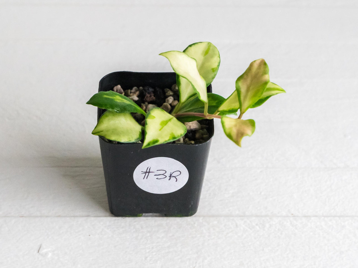 Hoya heuschkeliana (Inner Variegated)| 2-Inch