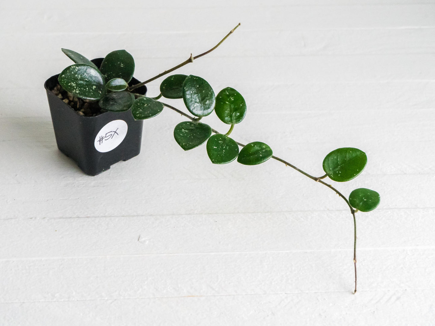 Hoya 'Mathilde' | 2-Inch