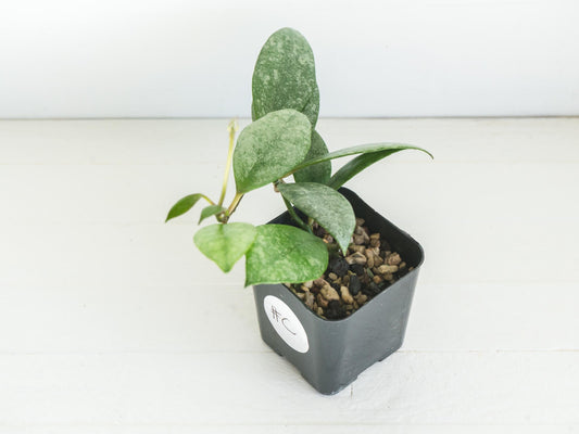 Hoya Kinabalu (Silver) | 2-Inch