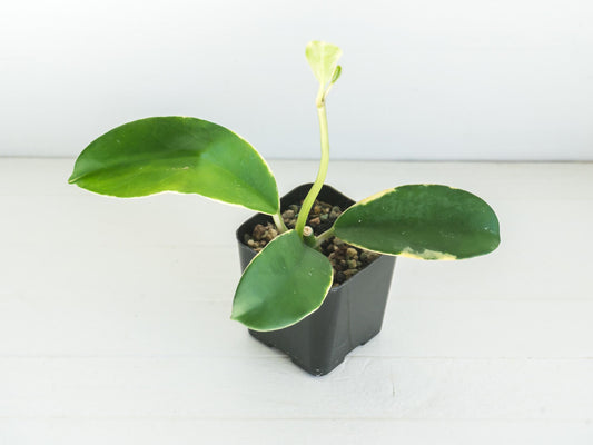 Hoya easo daklak | 2-Inch