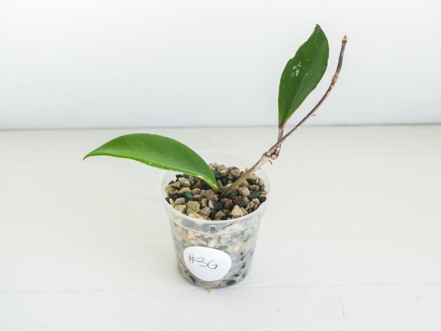Hoya pubicalyx (Albo, Low Splash)
