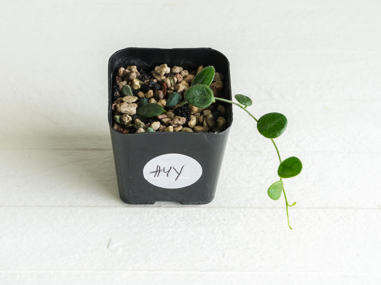 Hoya serpens | 2-Inch