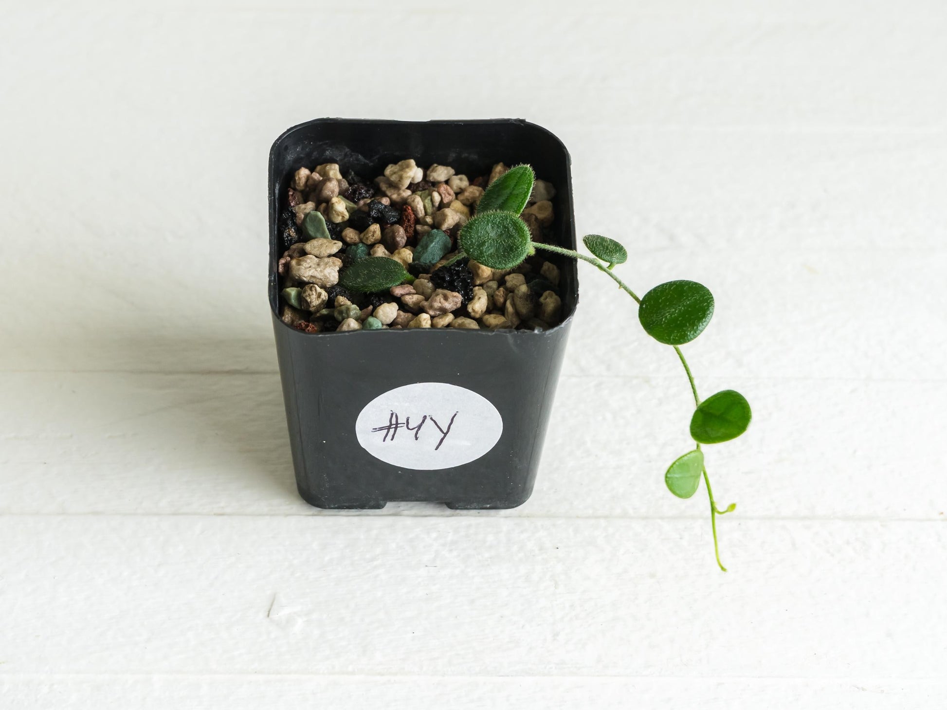 Hoya serpens | 2-Inch