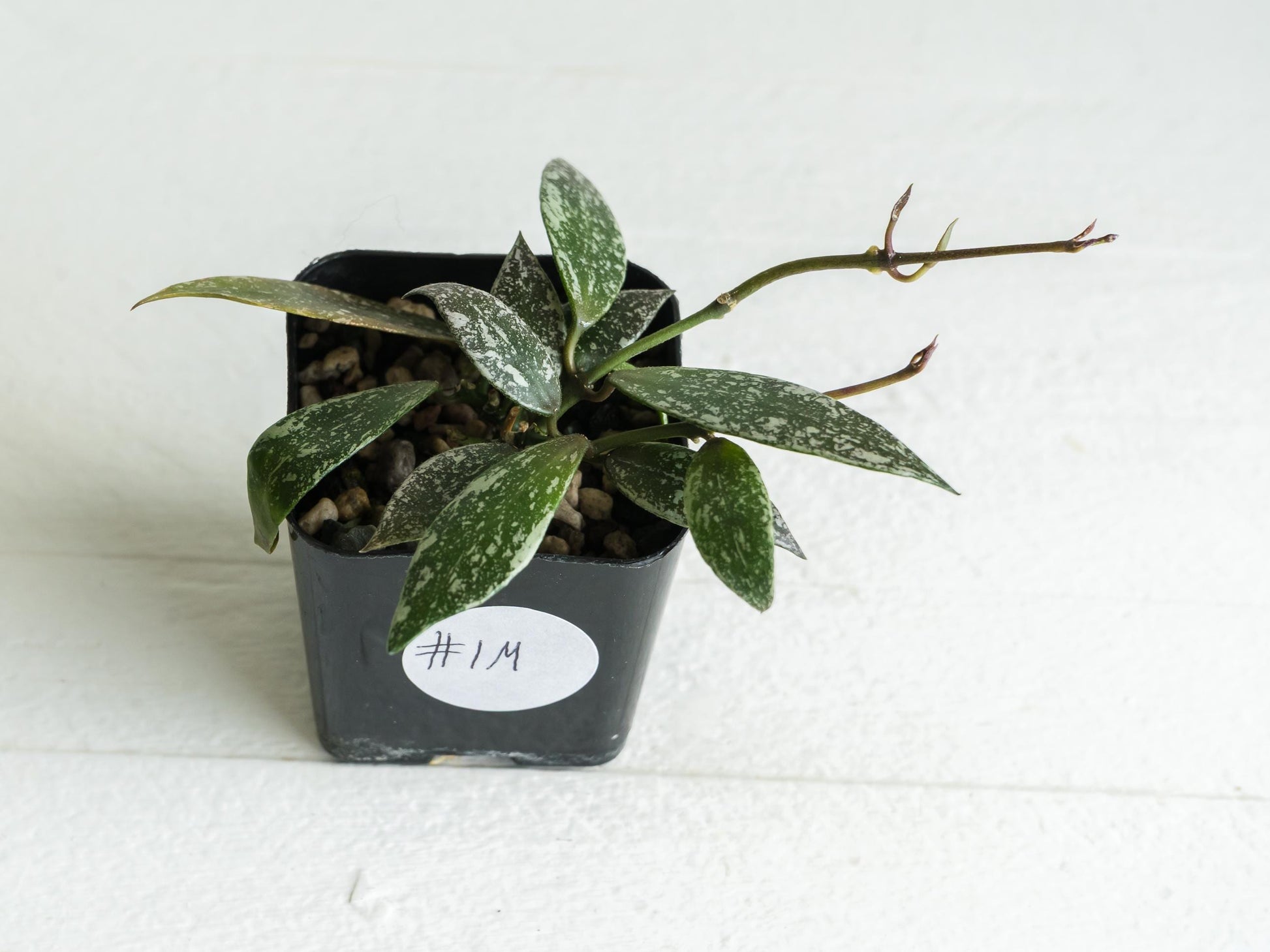 Hoya lacunosa 'Laos Full Splash' | 2-Inch