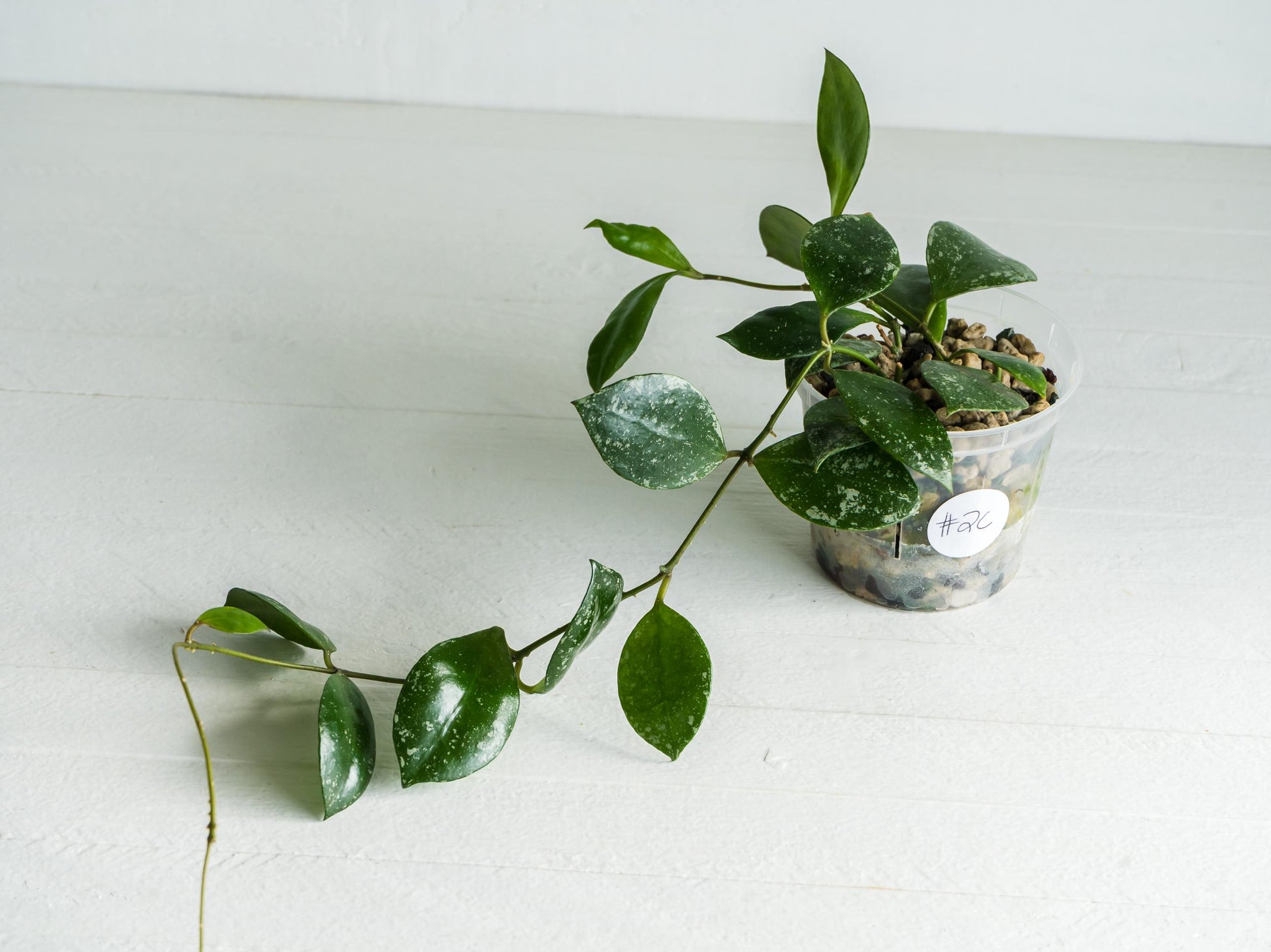 Hoya walliniana (Splash) | 3-Inch