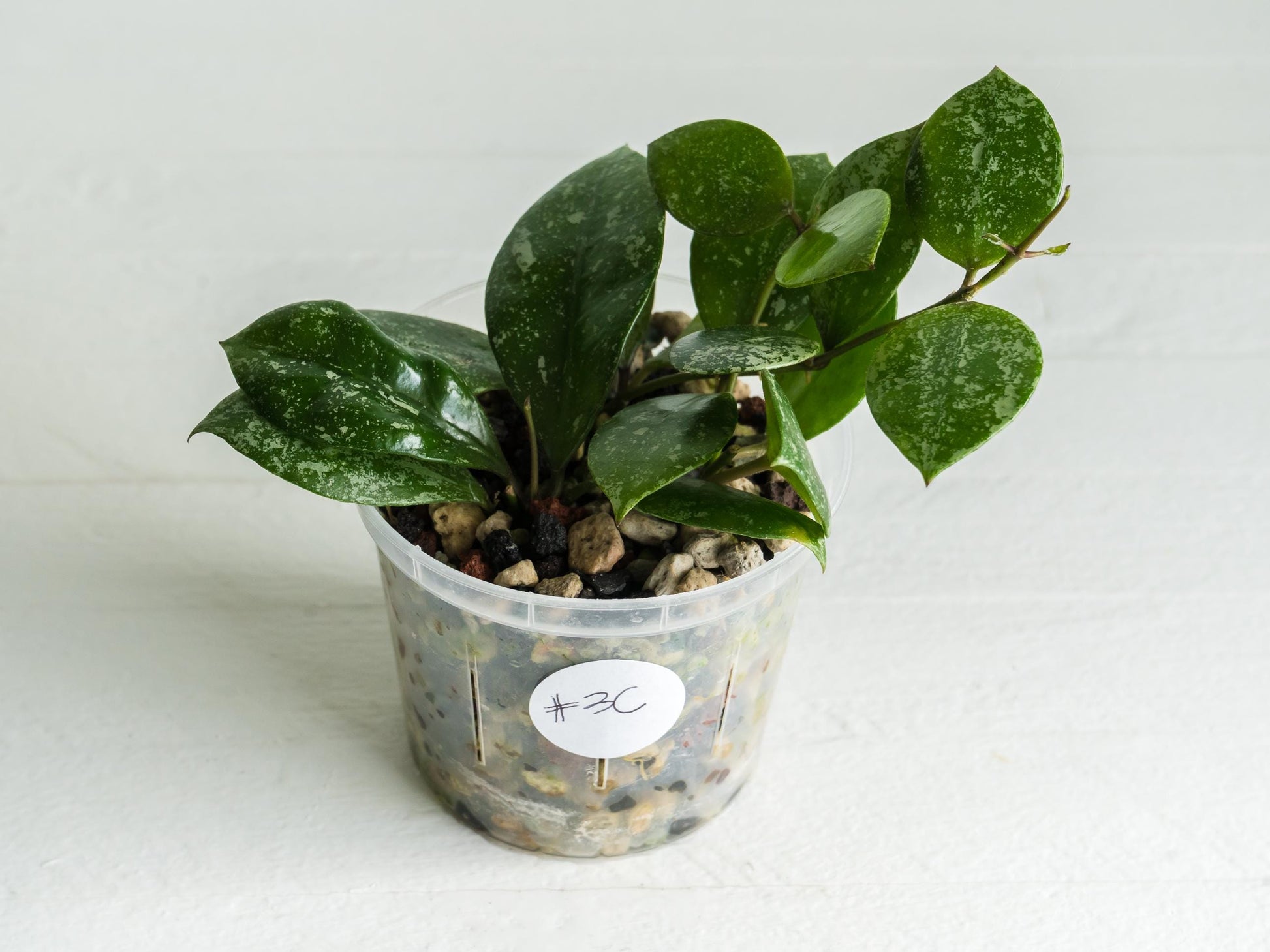 Hoya walliniana (Splash) | 3-Inch