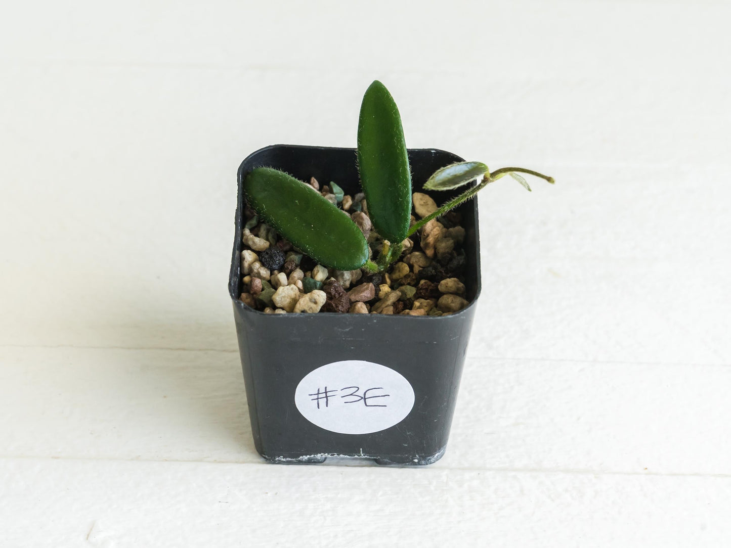 Hoya lyi | 2-Inch