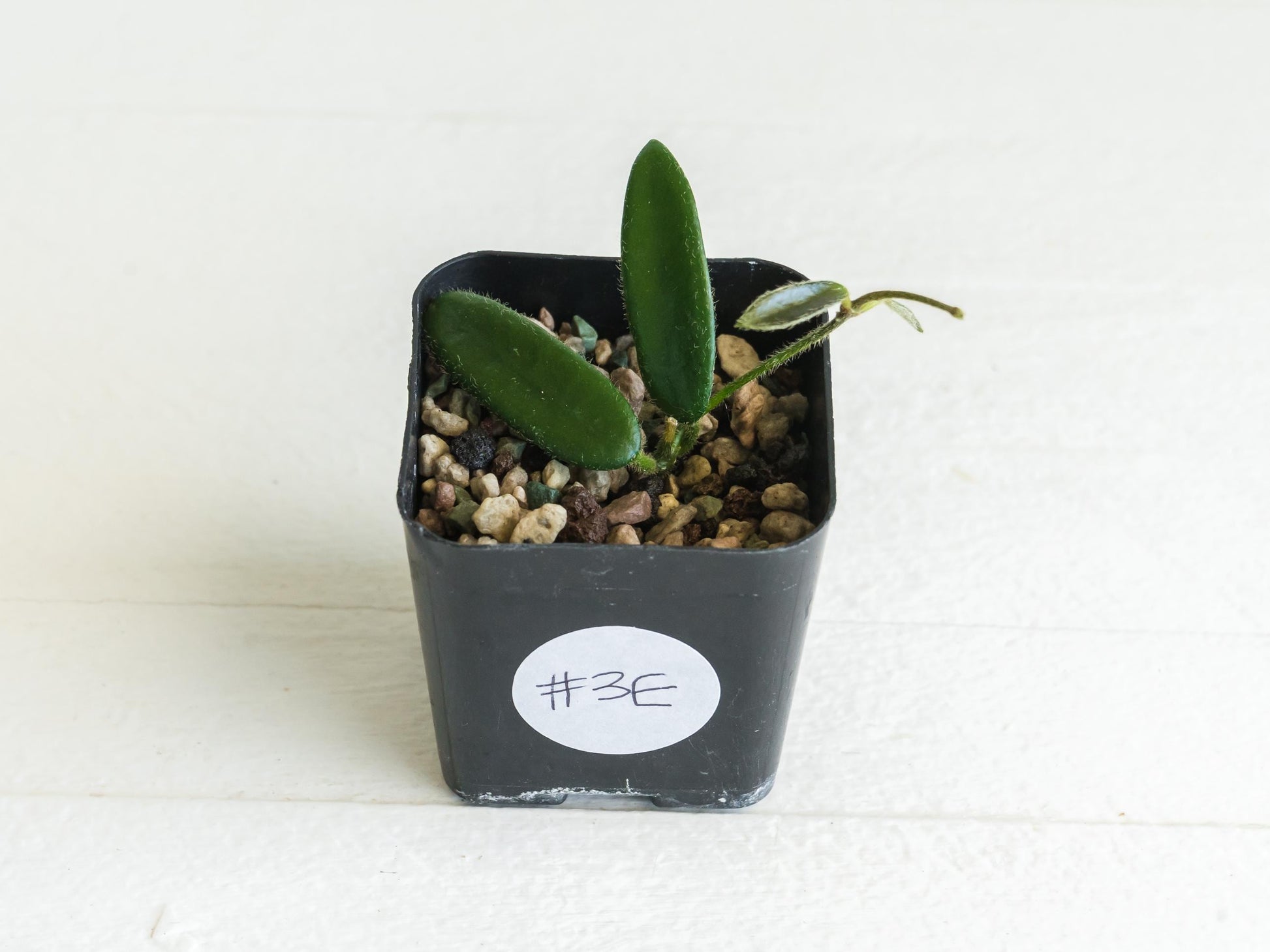 Hoya lyi | 2-Inch