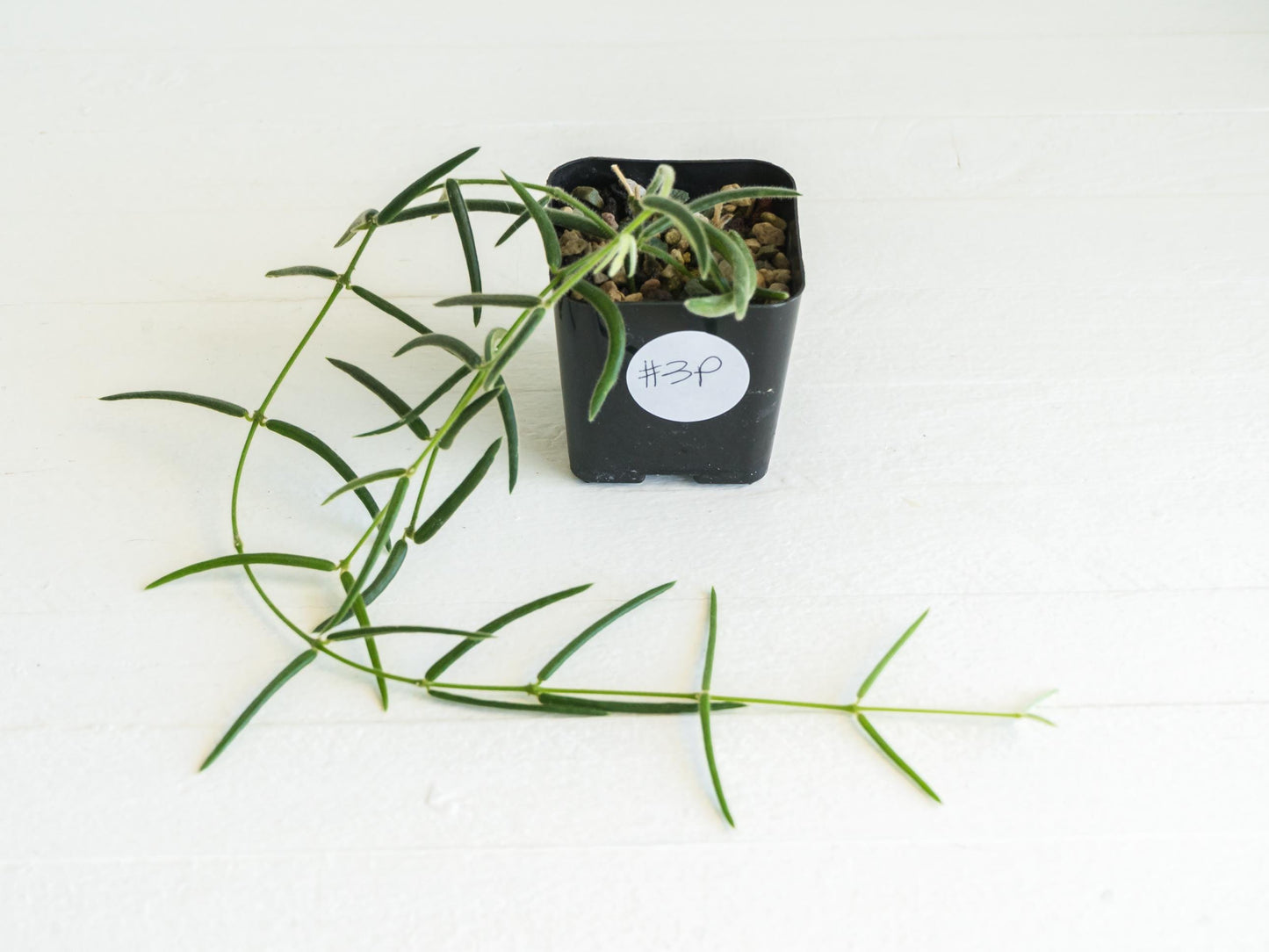 Hoya linearis | 2-Inch