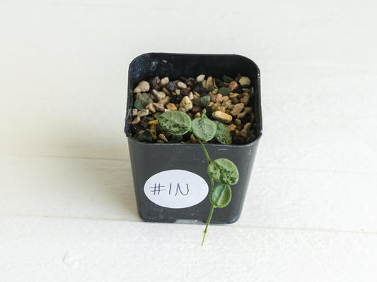 Hoya serpens (Silver) | 2-Inch