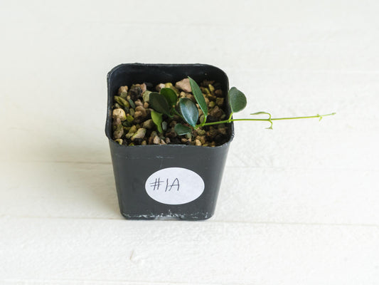 Hoya papua (PNG IM-08) | 2-Inch