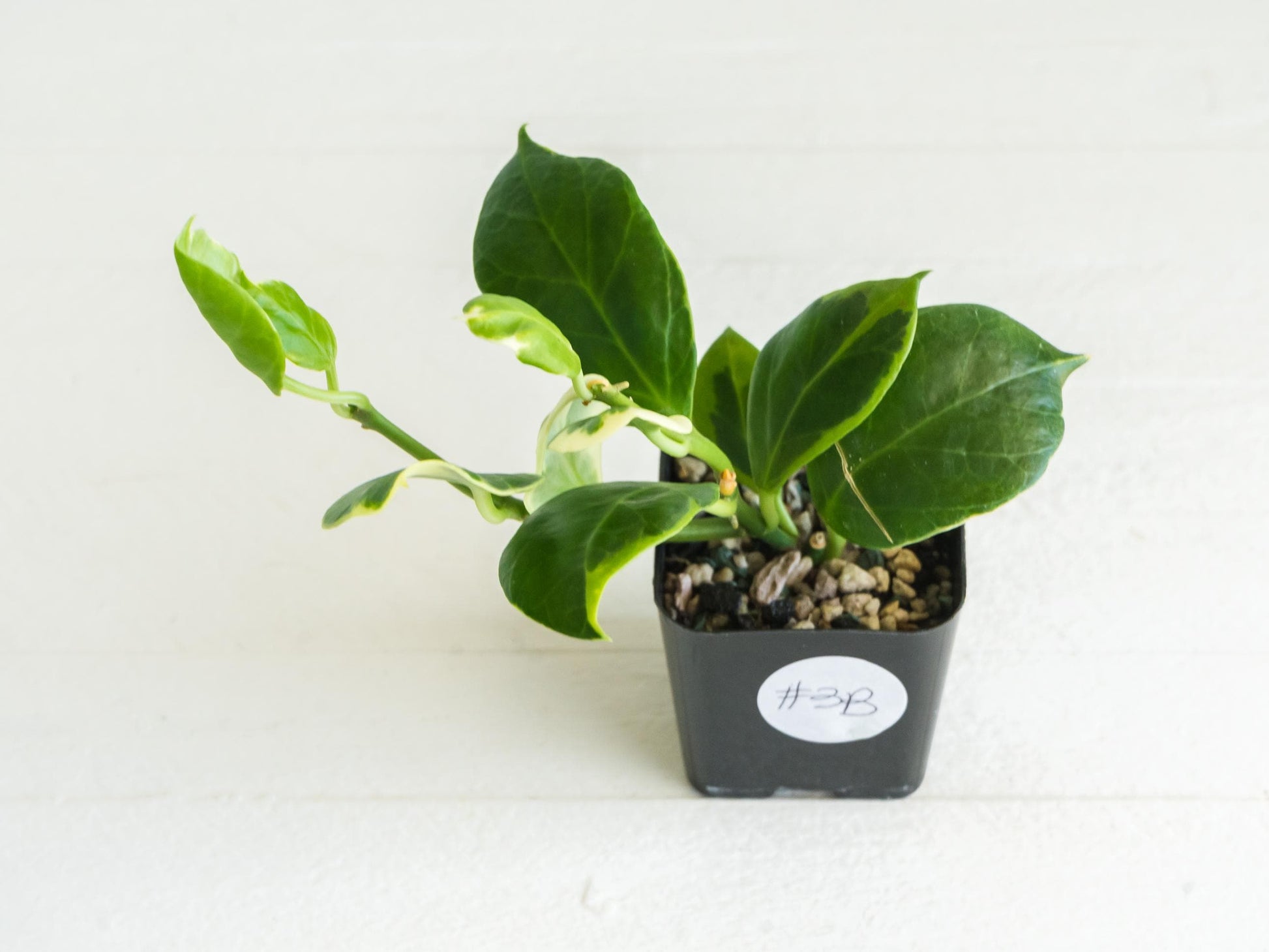 Hoya obscura (Albo | Outer Variegated) | 2-Inch | Exact Plant | Free Live Arrival Guarantee