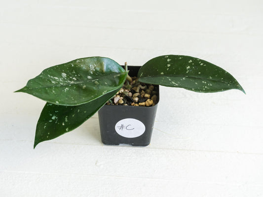 Hoya 'Starry Night' | 2-Inch