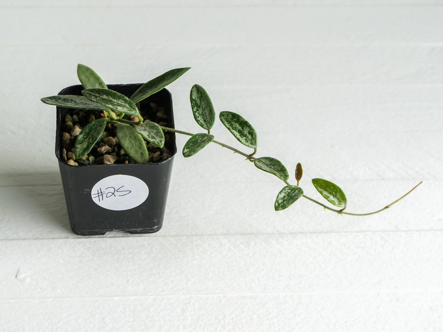 Hoya lima (Splash) | 2-Inch