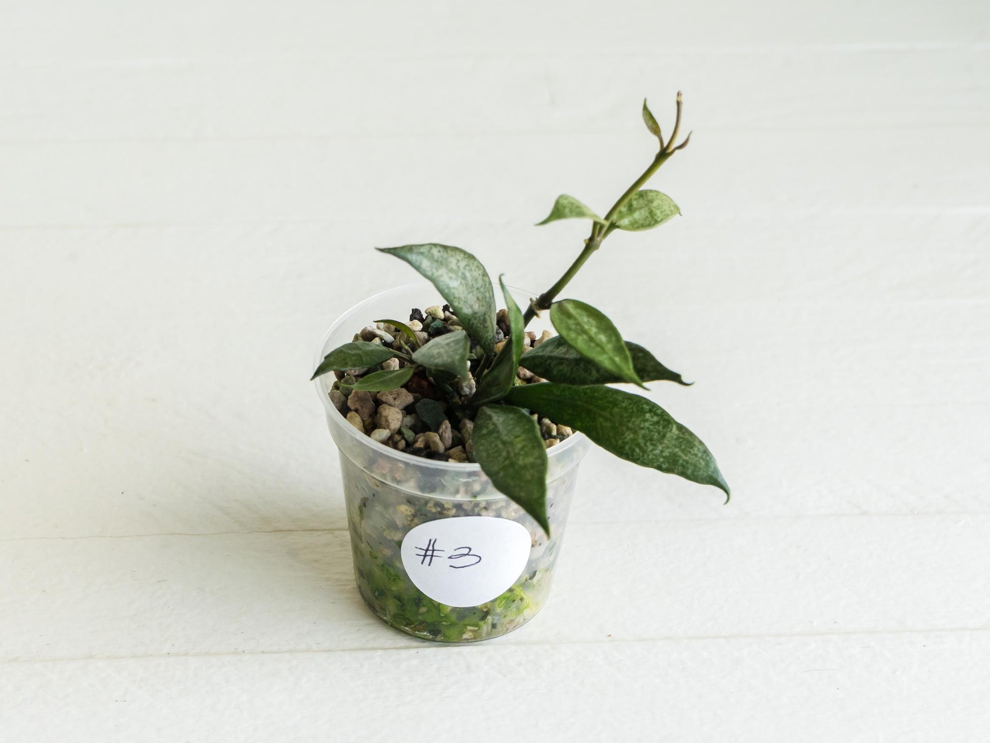 Hoya lacunosa 'White Pearl' | 2-Inch