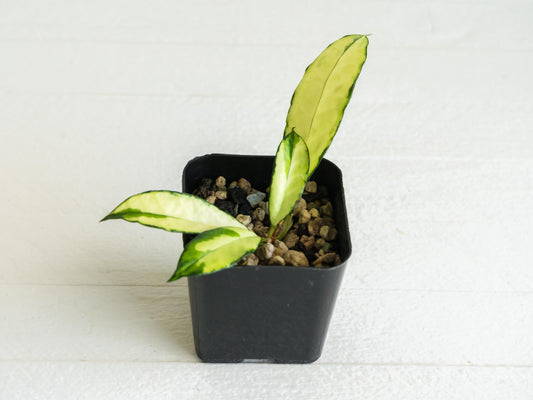 Hoya crassipetiolata (Inner Variegated) | 2-Inch