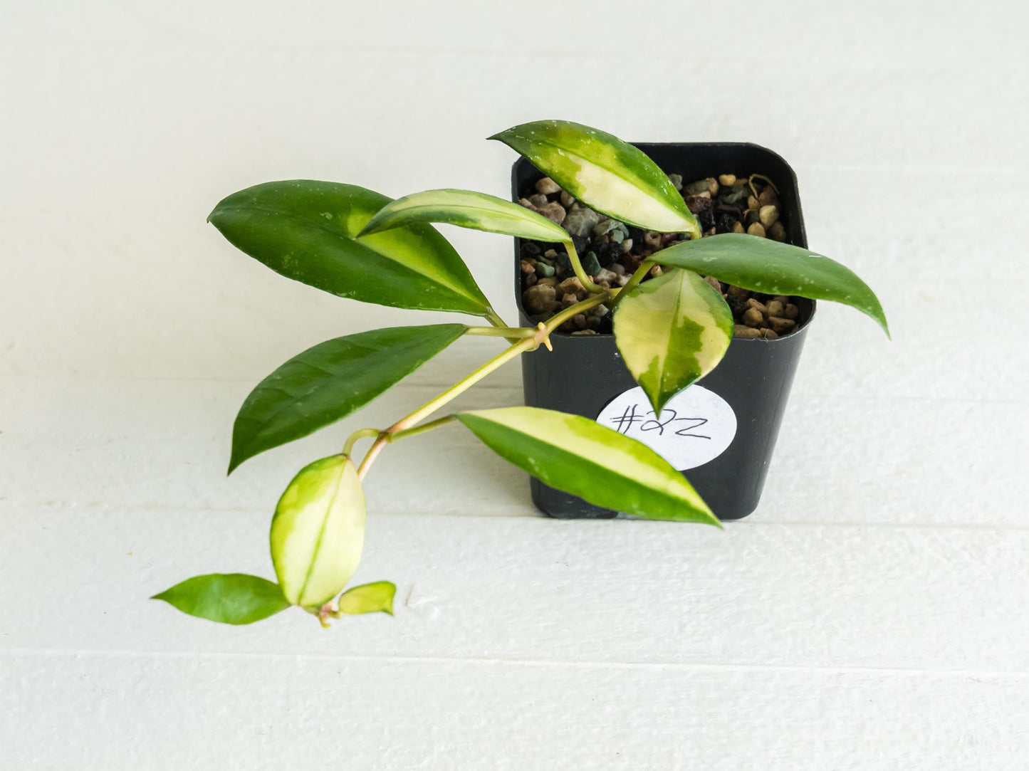 Hoya walliniana (Inner Variegated) | 2-Inch