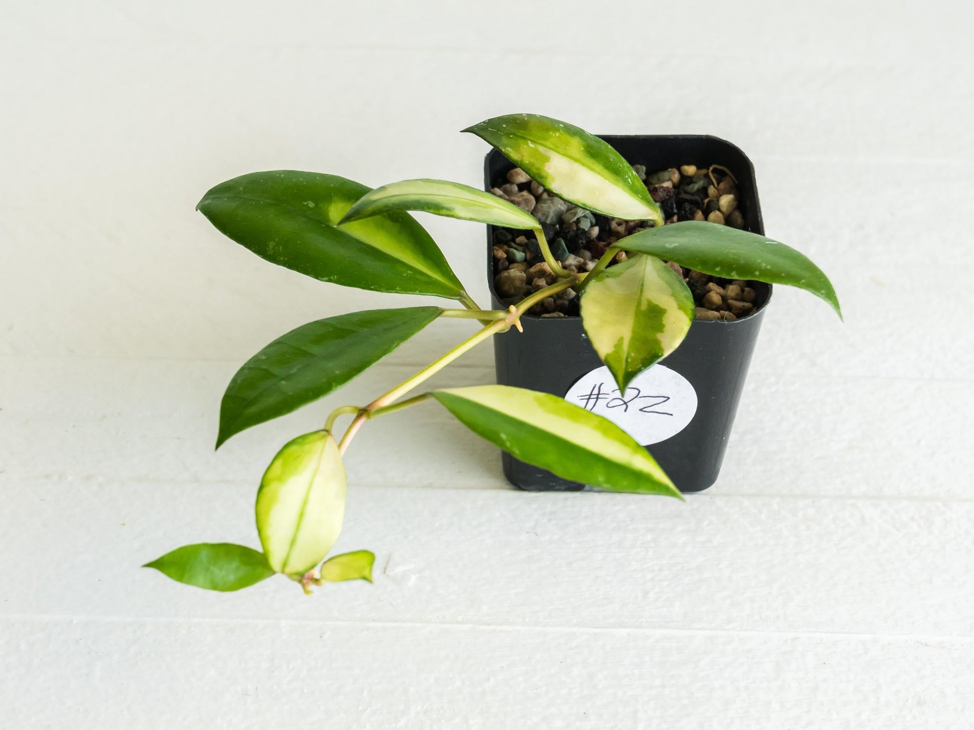Hoya walliniana (Inner Variegated) | 2-Inch