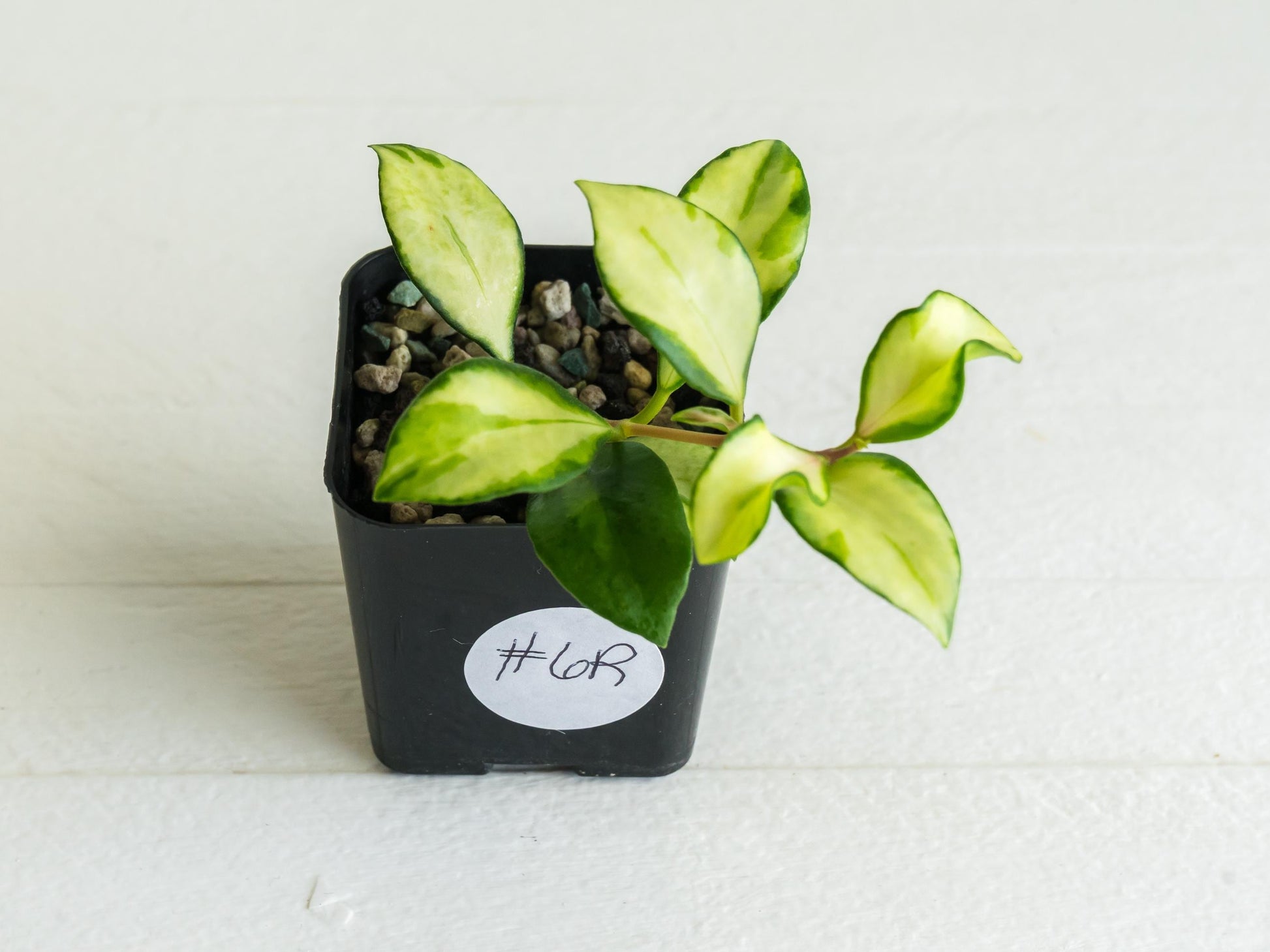 Hoya heuschkeliana (Inner Variegated)| 2-Inch