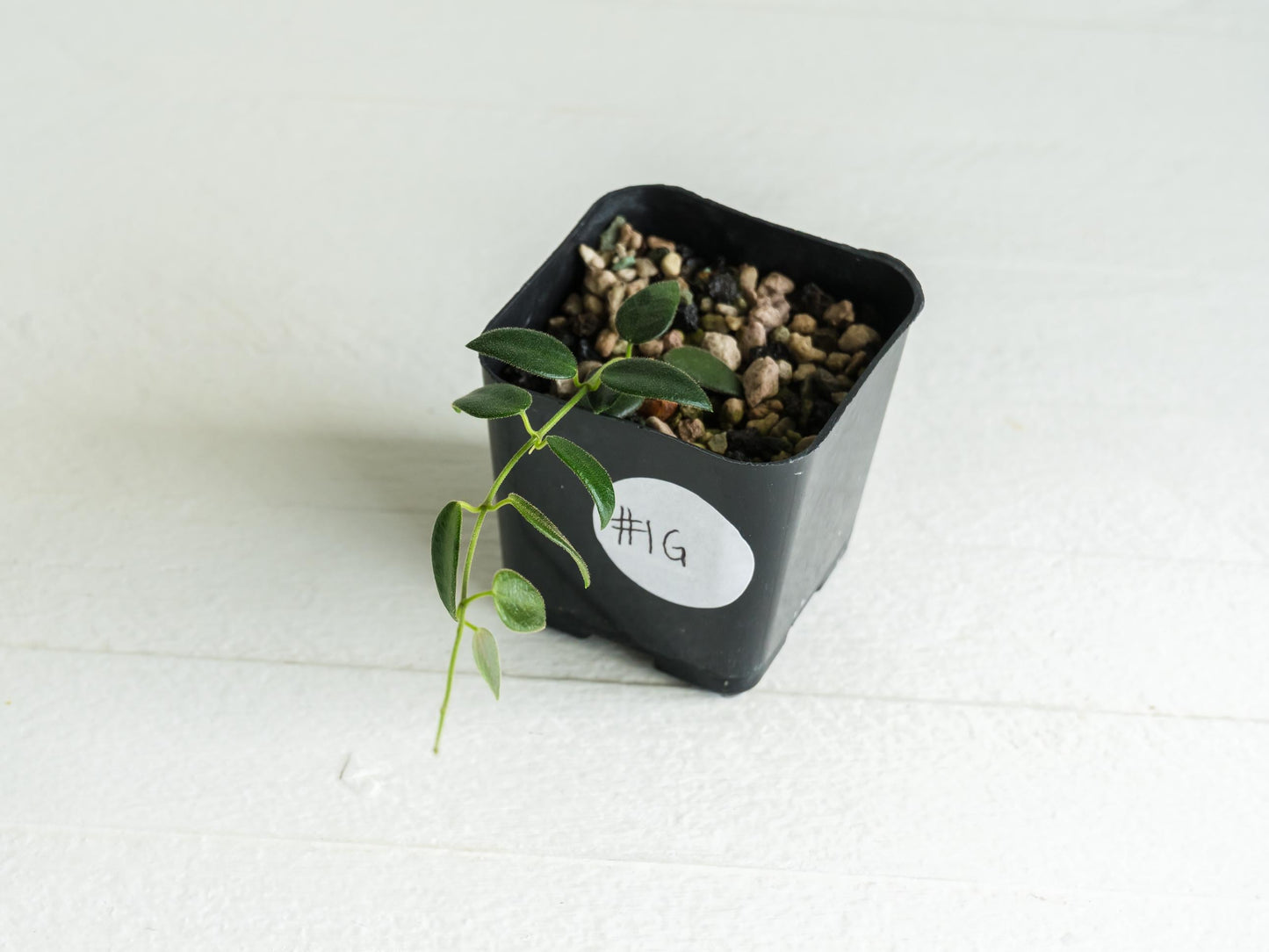 Hoya pulleana IM-02 | 2-Inch