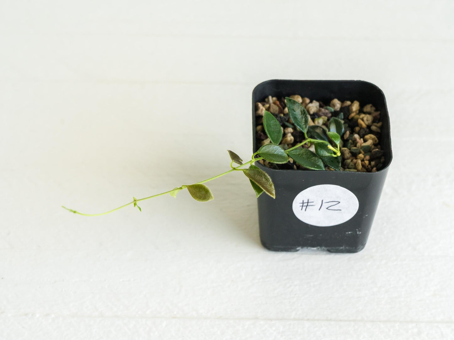 Hoya papua (PNG IM-08) | 2-Inch