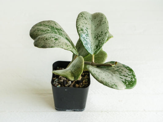 Hoya chiang dao (Silver) | 2-Inch