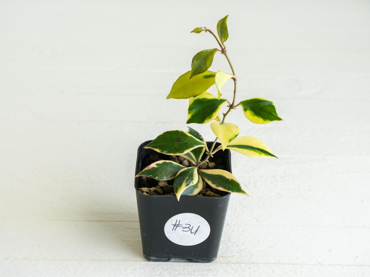 Hoya bakoensis (Outer Variegated - Albo) | 2-Inch