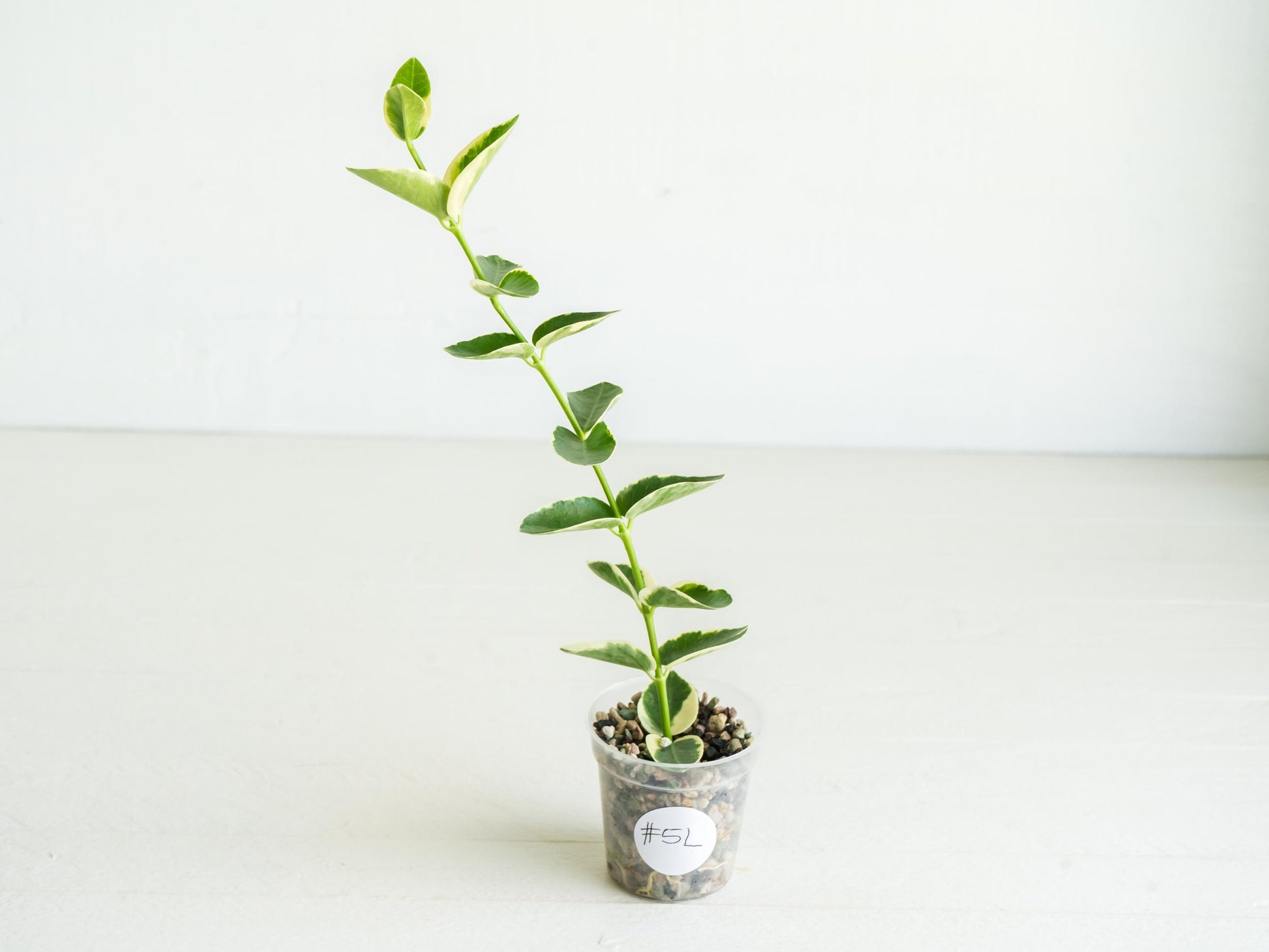 Hoya cumingiana (Albo | Outer Variegated) | 2-Inch