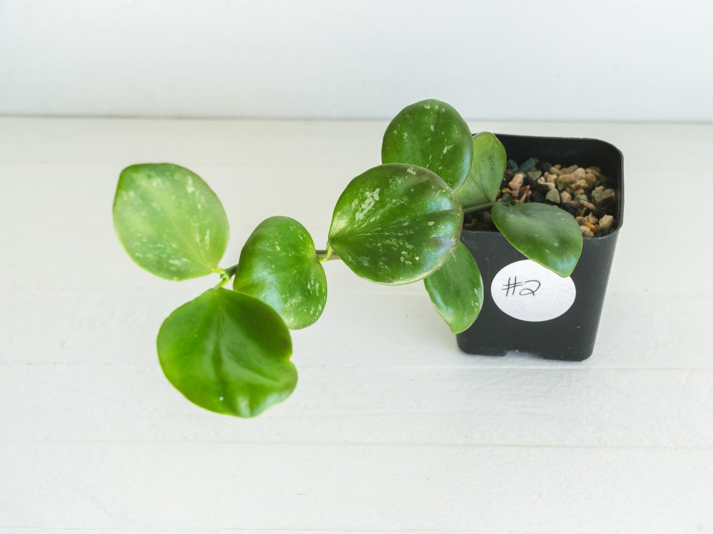 Hoya ‘Clamshell’ | 2-Inch
