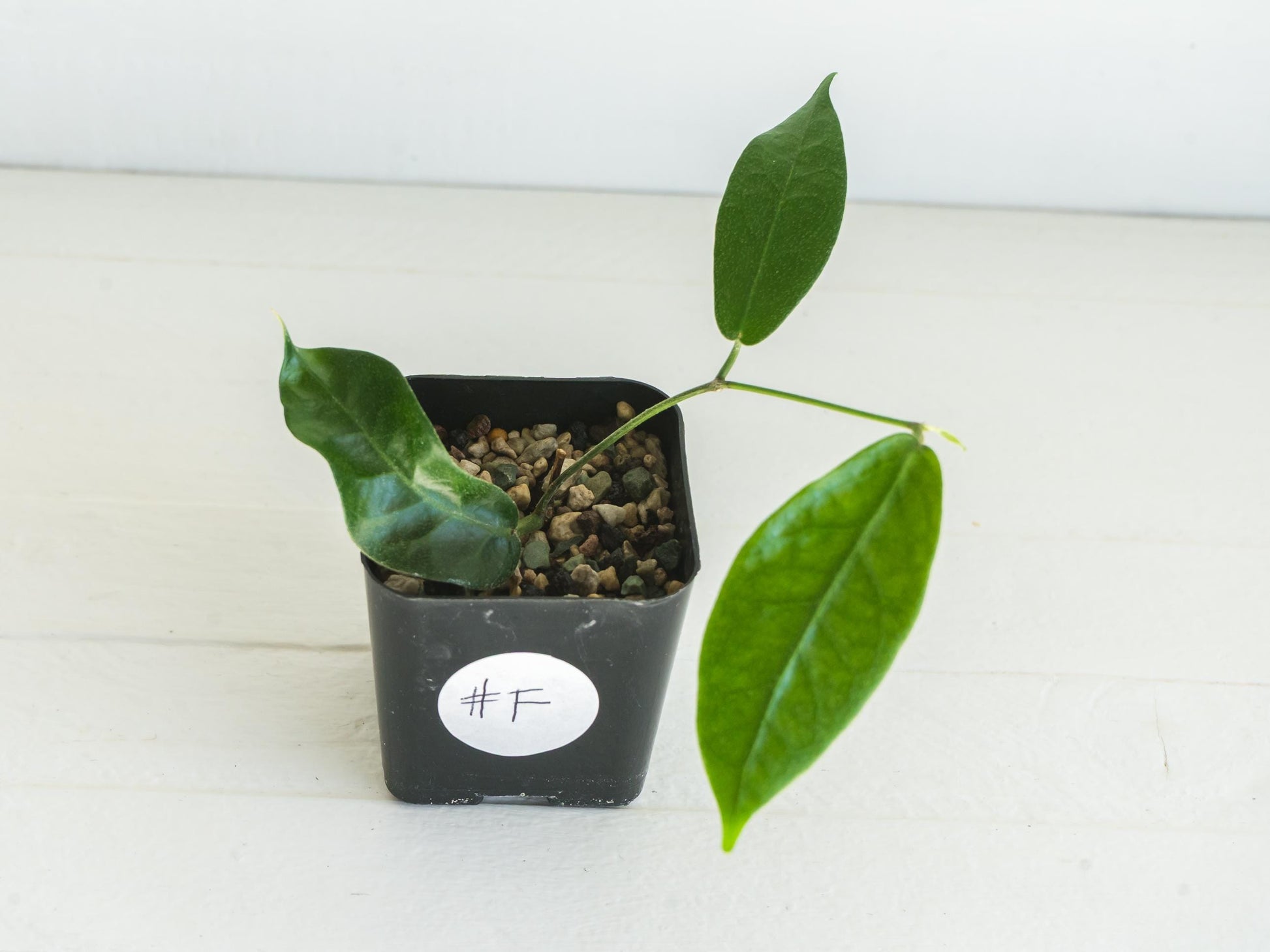Hoya megalaster | 2-Inch