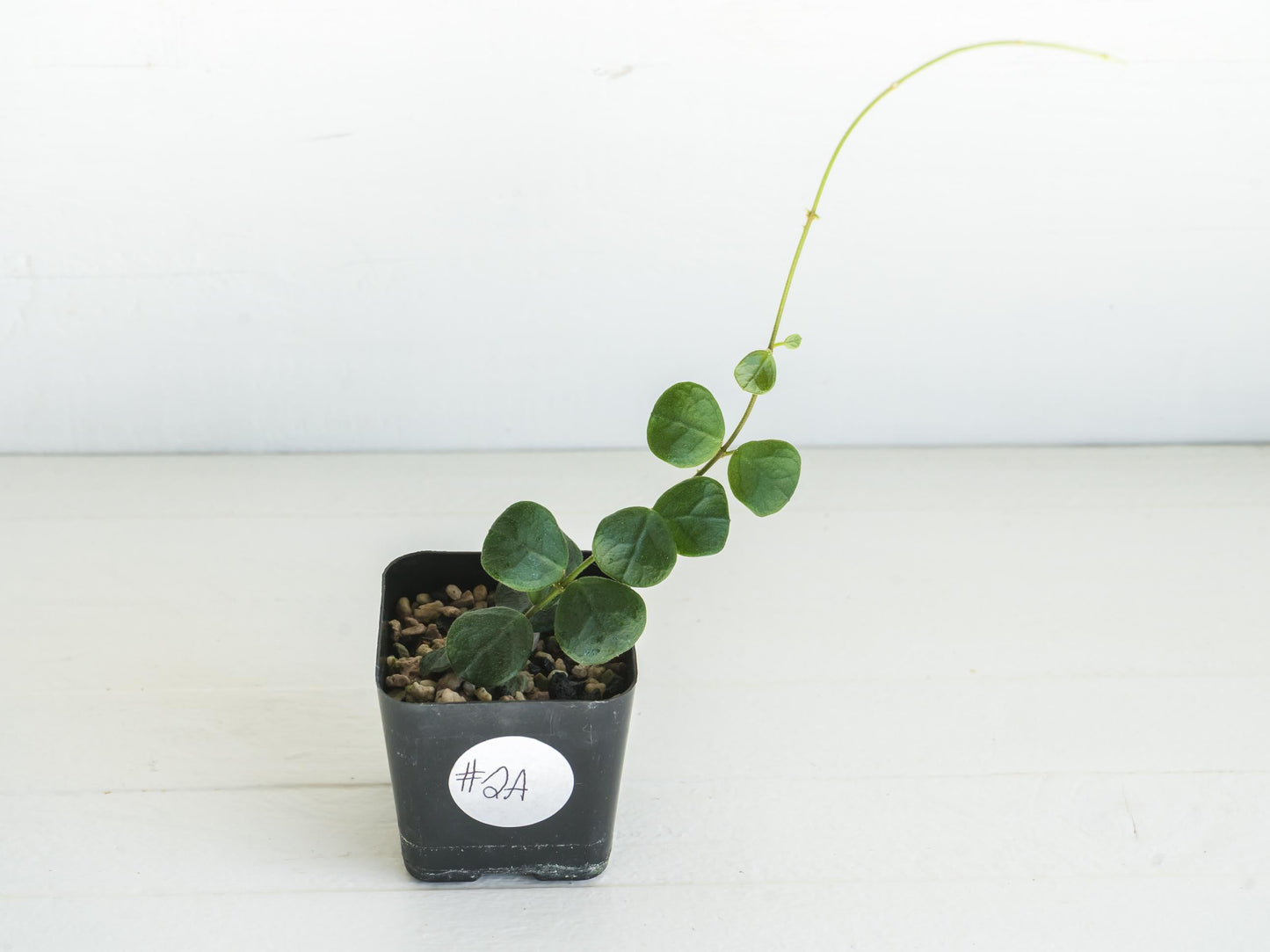 Hoya obcordata | 2-Inch