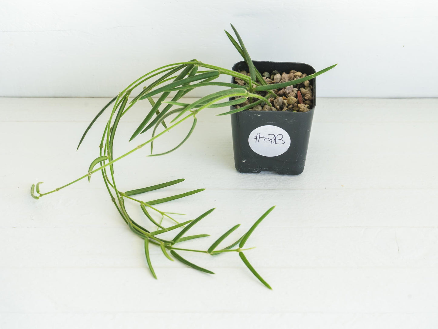 Hoya linearis | 2-Inch