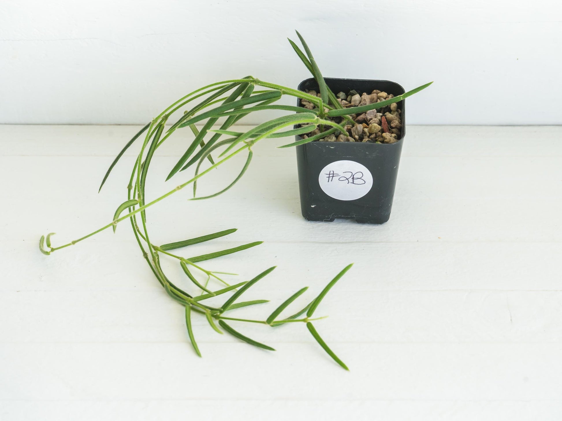 Hoya linearis | 2-Inch