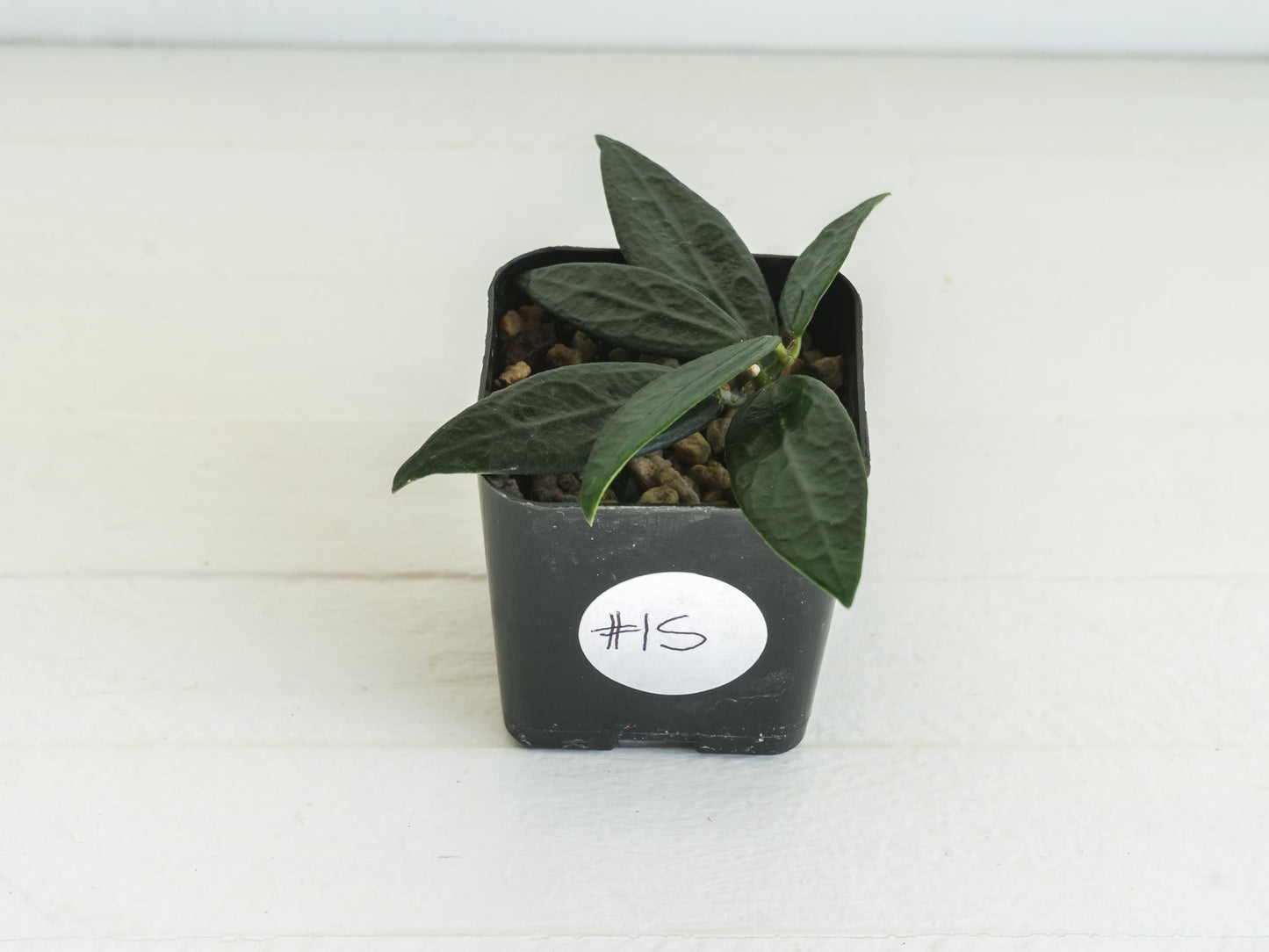 Dischidia GPS-88 | 2-Inch FKA as a Hoya