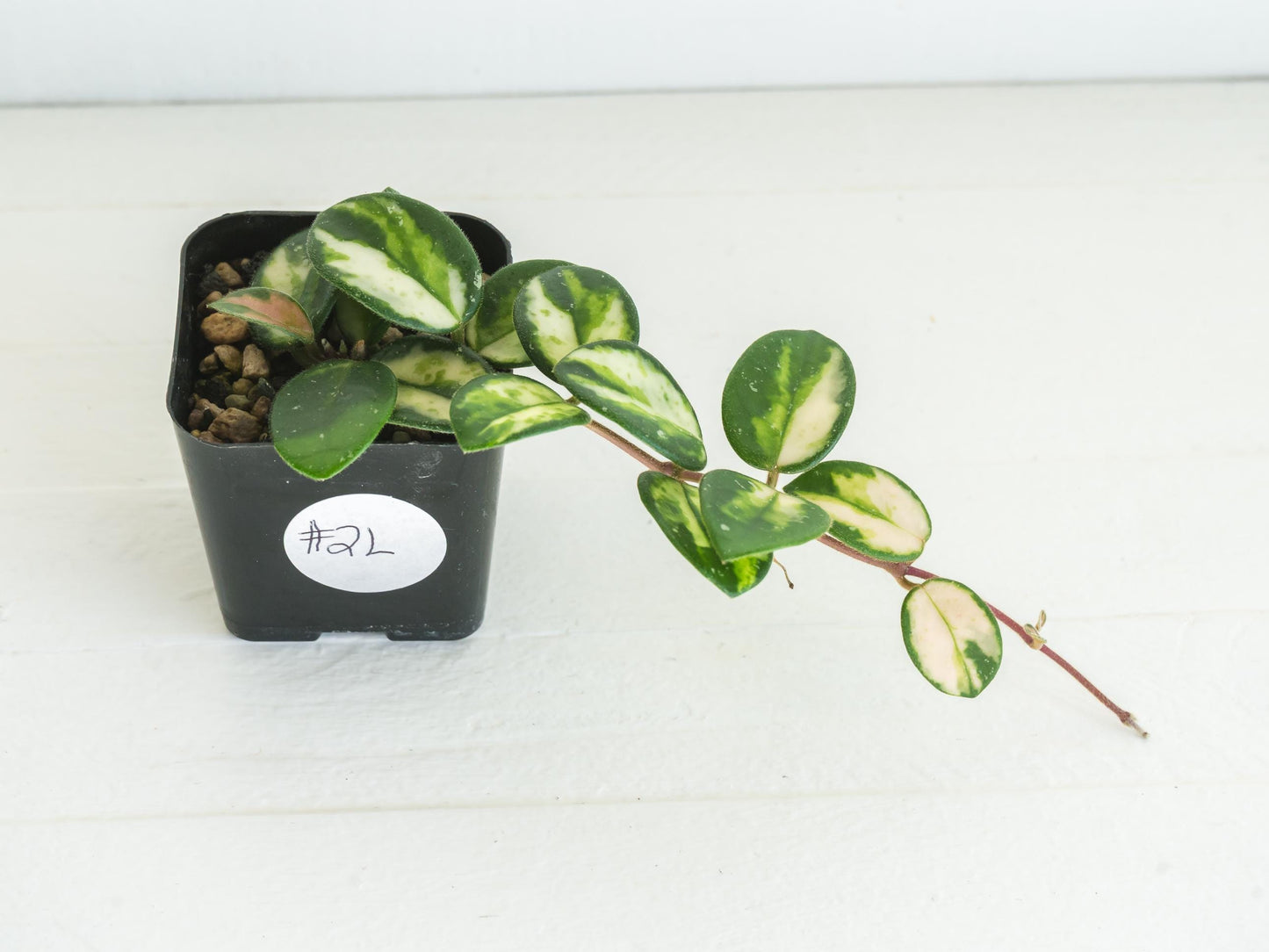 Hoya 'Mathilde' (Inner Variegated) | 2-Inch