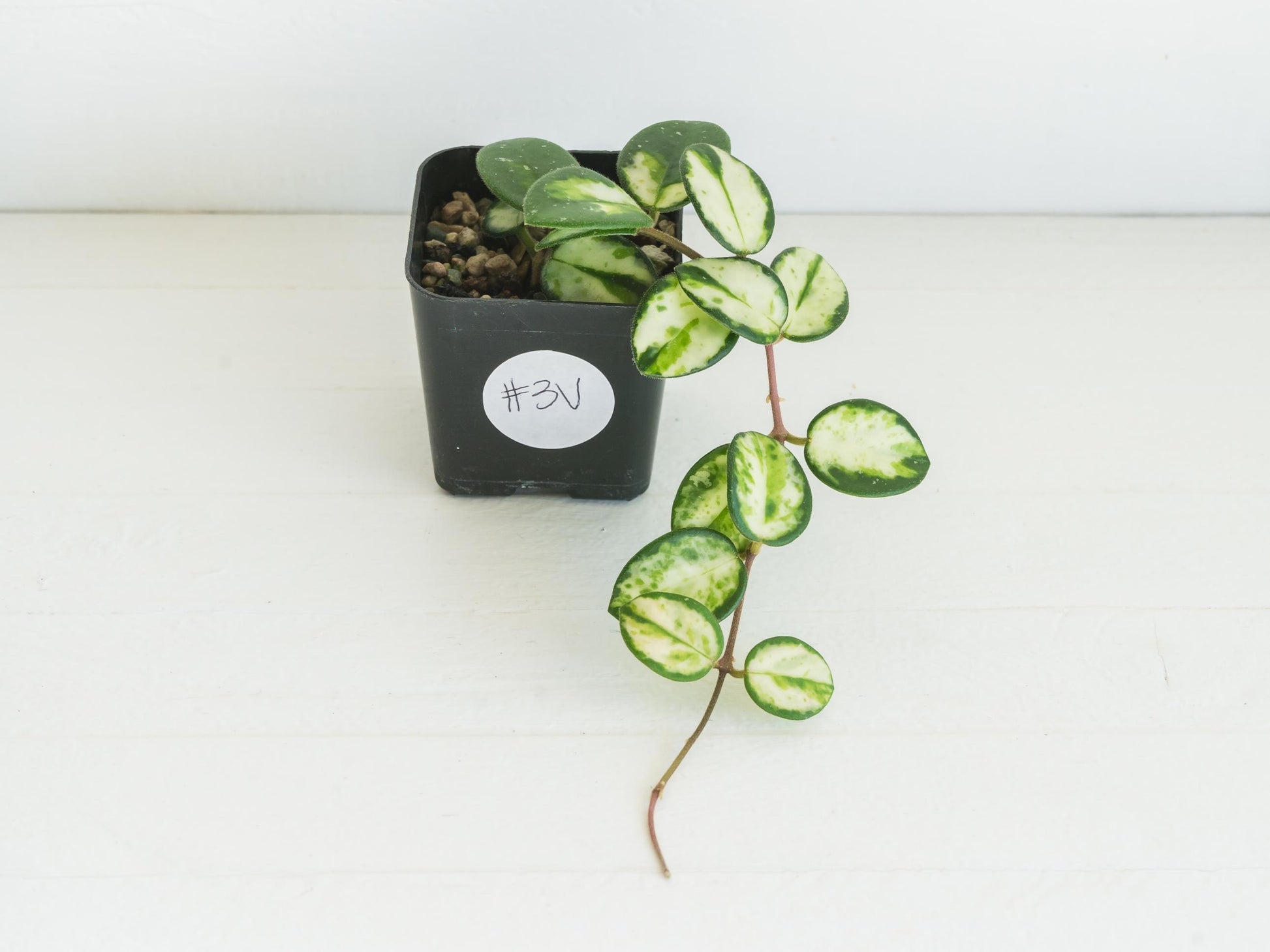 Hoya 'Mathilde' (Inner Variegated) | 2-Inch