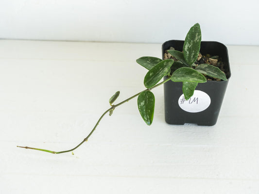 Hoya lima (Splash) | 2-Inch