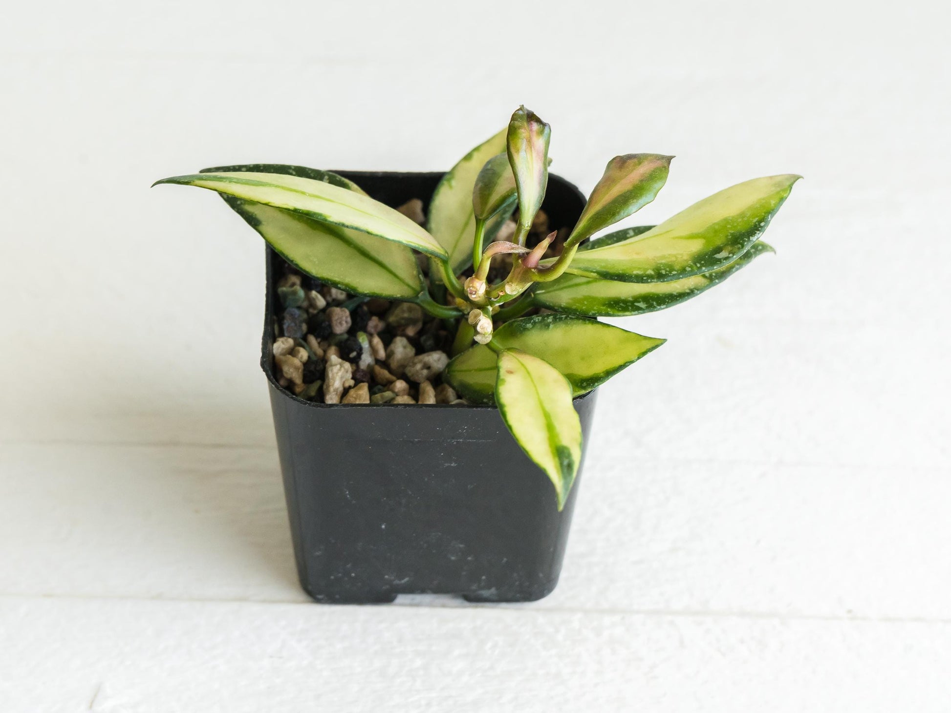 Hoya nabawanensis (Inner Variegated) | 2-Inch