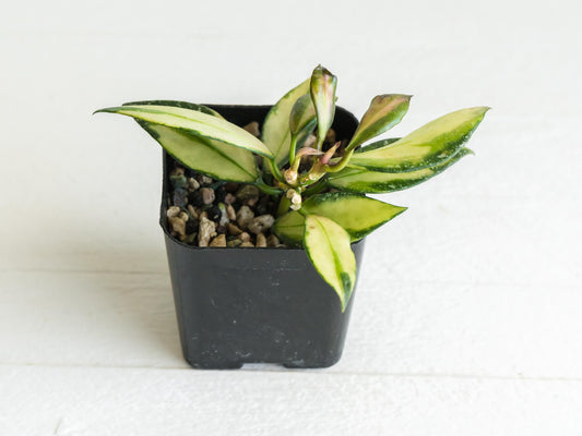 Hoya nabawanensis (Inner Variegated) | 2-Inch