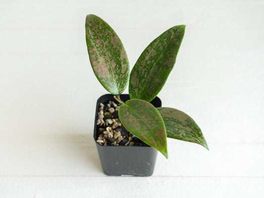 Hoya 'Wibergiea Pink Crush' (DMW-001-U) [verticillata (ex. wibergiea) x unknown] | 2-Inch